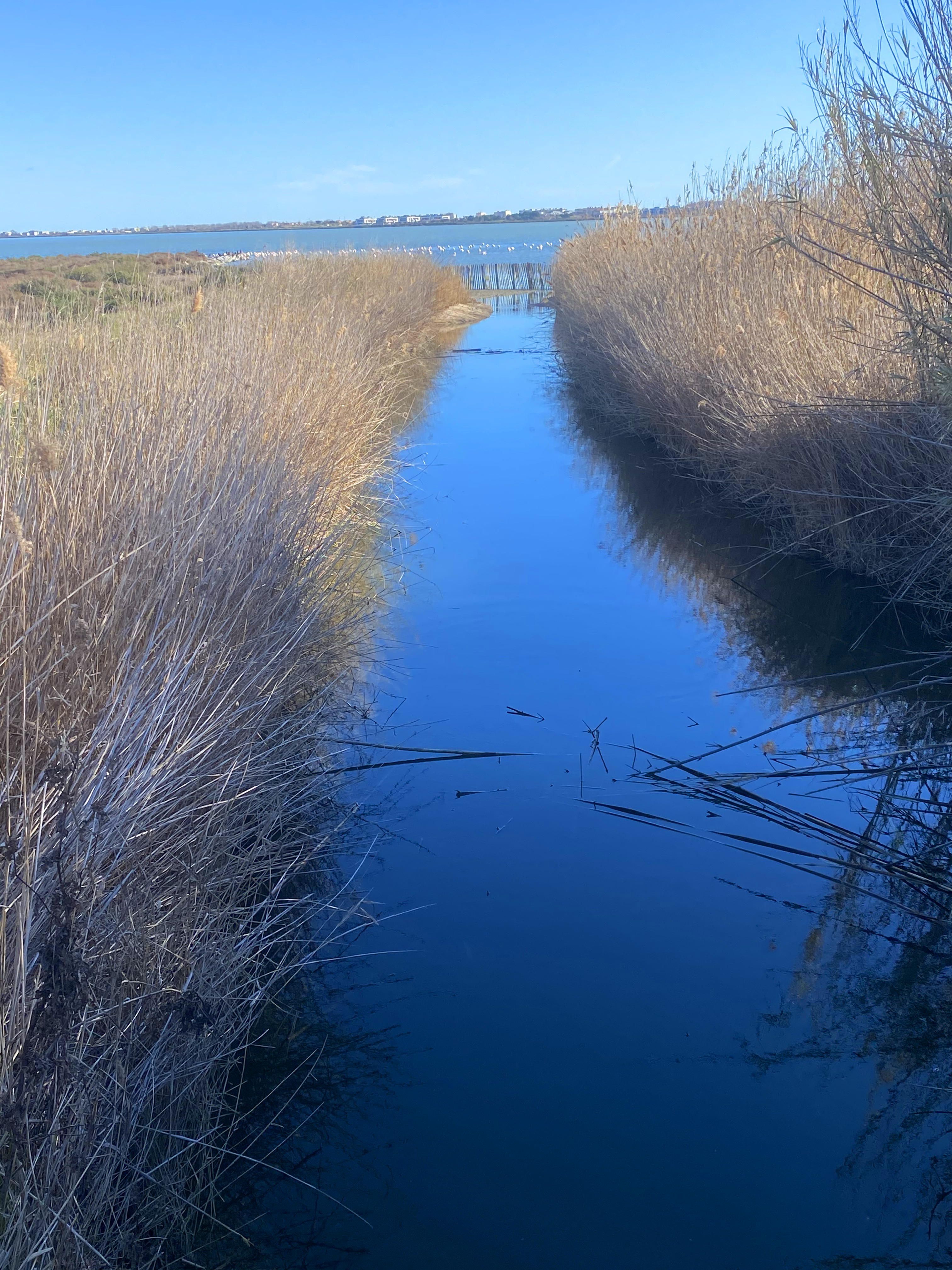 Doris Kneller: Mord beim Krimi-Festival