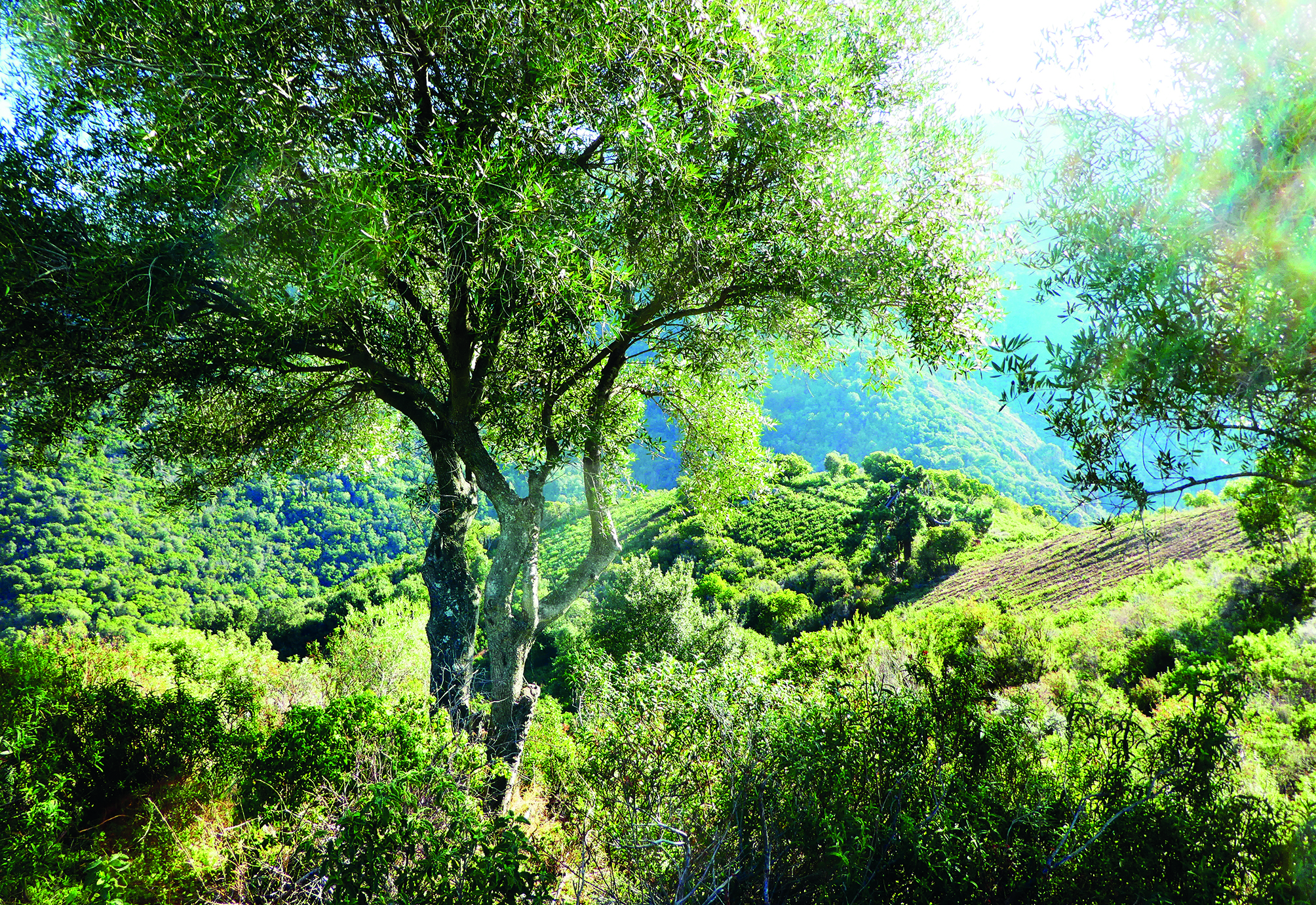 Alata, Corse, photo Doris Kneller